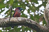 Banded Broadbill